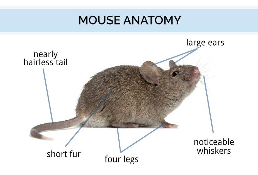 mouse_anatomy